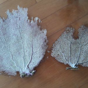 Two Sea fan coral,  M size